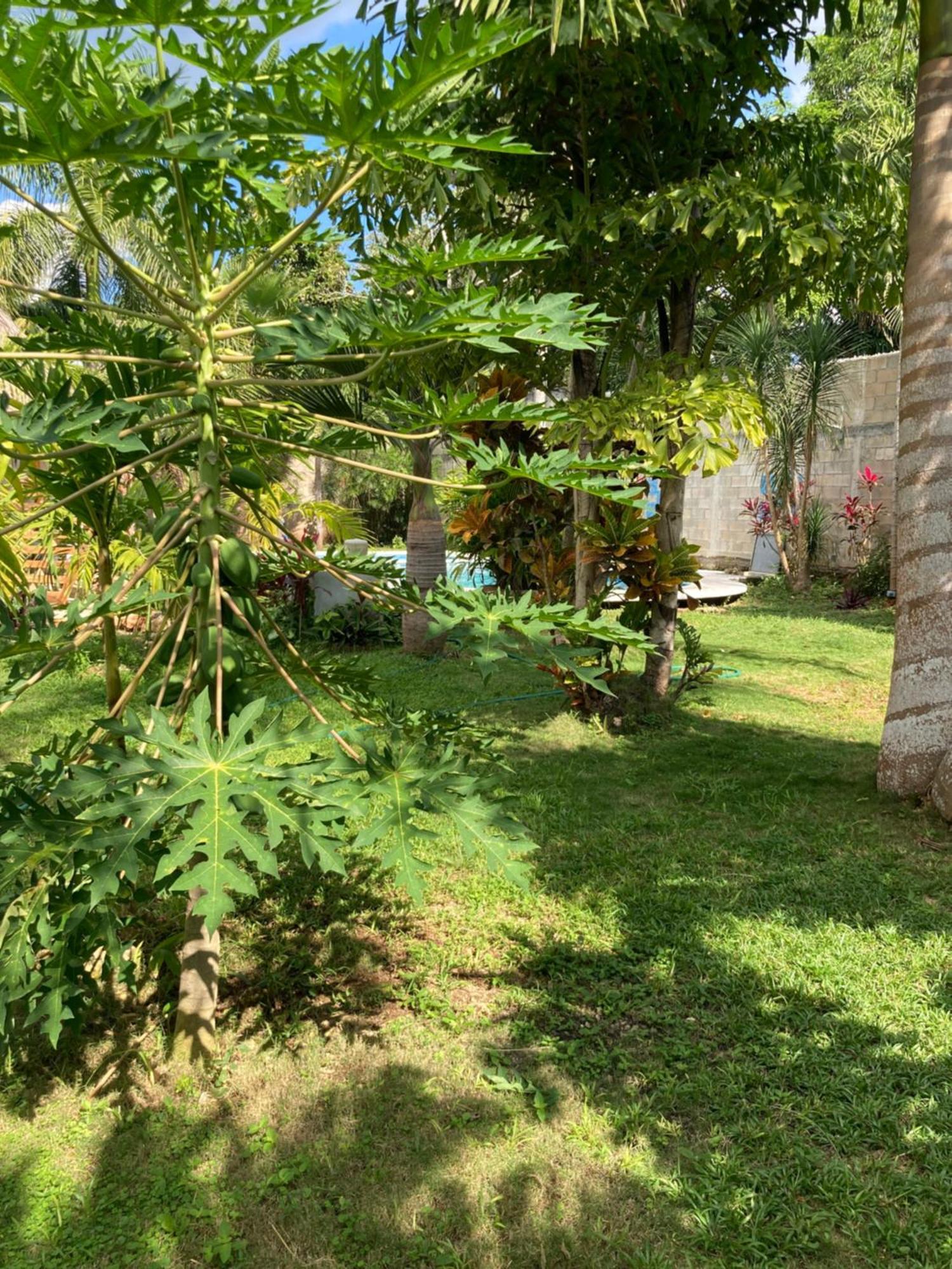Green Paradise Leona Vicario Eksteriør billede