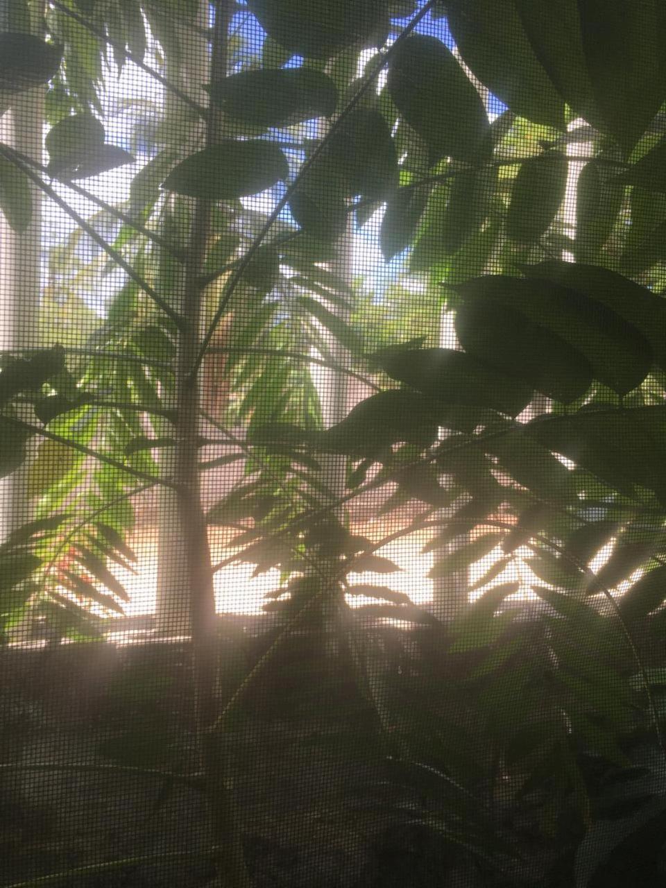 Green Paradise Leona Vicario Eksteriør billede